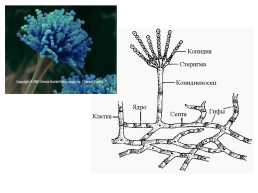 Грибы и грибоподобные организмы (mycota, или fungi), слайд 67