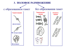 Грибы и грибоподобные организмы (mycota, или fungi), слайд 70