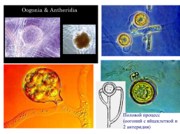 Грибы и грибоподобные организмы (mycota, или fungi), слайд 71