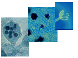 Грибы и грибоподобные организмы (mycota, или fungi), слайд 72