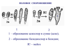 Грибы и грибоподобные организмы (mycota, или fungi), слайд 73