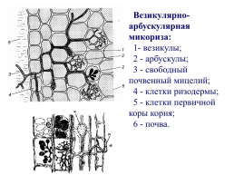 Грибы и грибоподобные организмы (mycota, или fungi), слайд 87
