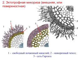 Грибы и грибоподобные организмы (mycota, или fungi), слайд 93