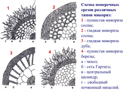 Грибы и грибоподобные организмы (mycota, или fungi), слайд 94