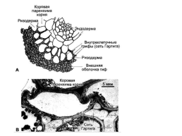 Грибы и грибоподобные организмы (mycota, или fungi), слайд 95