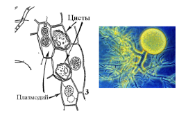 Низшие грибы, слайд 32