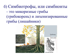 Настоящие грибы (царство mycota, fungi, mycetalia). Грибоподобные организмы (царство chromista)., слайд 11