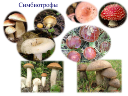 Настоящие грибы (царство mycota, fungi, mycetalia). Грибоподобные организмы (царство chromista)., слайд 12