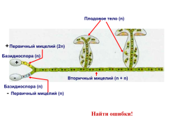 Настоящие грибы (царство mycota, fungi, mycetalia). Грибоподобные организмы (царство chromista)., слайд 25