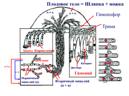 Настоящие грибы (царство mycota, fungi, mycetalia). Грибоподобные организмы (царство chromista)., слайд 30