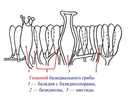 Настоящие грибы (царство mycota, fungi, mycetalia). Грибоподобные организмы (царство chromista)., слайд 38