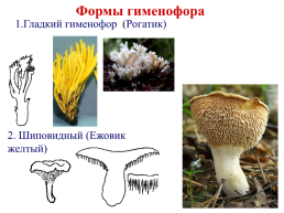 Настоящие грибы (царство mycota, fungi, mycetalia). Грибоподобные организмы (царство chromista)., слайд 43