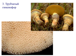 Настоящие грибы (царство mycota, fungi, mycetalia). Грибоподобные организмы (царство chromista)., слайд 45