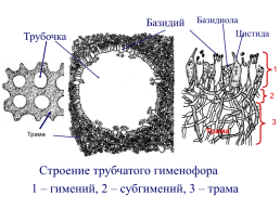 Настоящие грибы (царство mycota, fungi, mycetalia). Грибоподобные организмы (царство chromista)., слайд 46