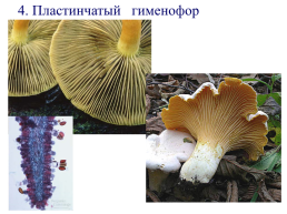 Настоящие грибы (царство mycota, fungi, mycetalia). Грибоподобные организмы (царство chromista)., слайд 47