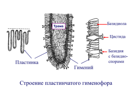 Настоящие грибы (царство mycota, fungi, mycetalia). Грибоподобные организмы (царство chromista)., слайд 48