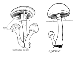 Настоящие грибы (царство mycota, fungi, mycetalia). Грибоподобные организмы (царство chromista)., слайд 50