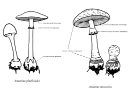 Настоящие грибы (царство mycota, fungi, mycetalia). Грибоподобные организмы (царство chromista)., слайд 51