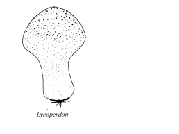 Настоящие грибы (царство mycota, fungi, mycetalia). Грибоподобные организмы (царство chromista)., слайд 52