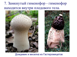 Настоящие грибы (царство mycota, fungi, mycetalia). Грибоподобные организмы (царство chromista)., слайд 57