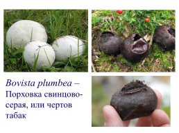 Настоящие грибы (царство mycota, fungi, mycetalia). Грибоподобные организмы (царство chromista)., слайд 58
