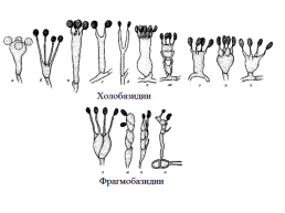 Настоящие грибы (царство mycota, fungi, mycetalia). Грибоподобные организмы (царство chromista)., слайд 61