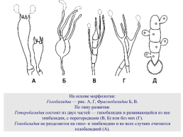 Настоящие грибы (царство mycota, fungi, mycetalia). Грибоподобные организмы (царство chromista)., слайд 62