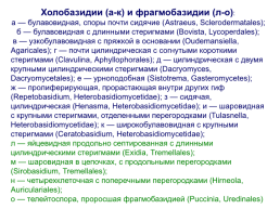 Настоящие грибы (царство mycota, fungi, mycetalia). Грибоподобные организмы (царство chromista)., слайд 63