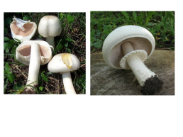 Настоящие грибы (царство mycota, fungi, mycetalia). Грибоподобные организмы (царство chromista)., слайд 65