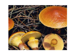 Настоящие грибы (царство mycota, fungi, mycetalia). Грибоподобные организмы (царство chromista)., слайд 68