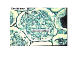 Настоящие грибы (царство mycota, fungi, mycetalia). Грибоподобные организмы (царство chromista)., слайд 72