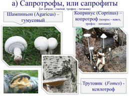 Настоящие грибы (царство mycota, fungi, mycetalia). Грибоподобные организмы (царство chromista)., слайд 8