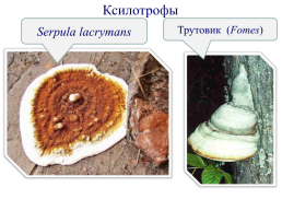 Настоящие грибы (царство mycota, fungi, mycetalia). Грибоподобные организмы (царство chromista)., слайд 9