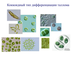 Основы альгологии и микологии, слайд 29