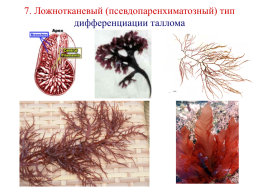 Основы альгологии и микологии, слайд 37