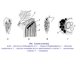 Основы альгологии и микологии, слайд 51