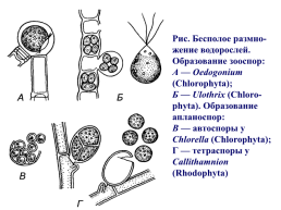 Основы альгологии и микологии, слайд 64
