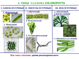 Водоросли, слайд 14