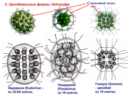 Водоросли, слайд 31