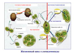 Водоросли, слайд 36