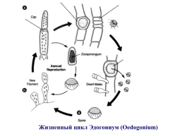 Водоросли, слайд 41