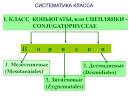 Водоросли, слайд 76