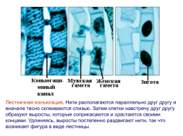 Водоросли, слайд 88