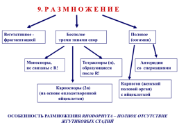 Красные водоросли, слайд 21