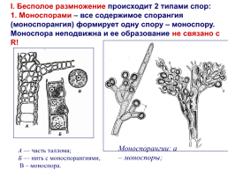 Красные водоросли, слайд 22