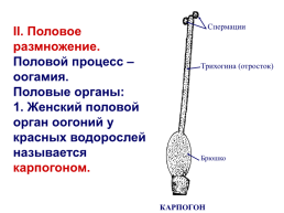 Красные водоросли, слайд 26