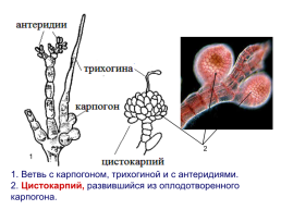 Красные водоросли, слайд 34