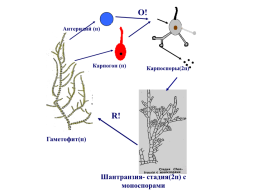 Красные водоросли, слайд 52