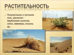 Пустыни и полупустыни, слайд 4