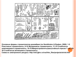 «Строматолиты», слайд 13
